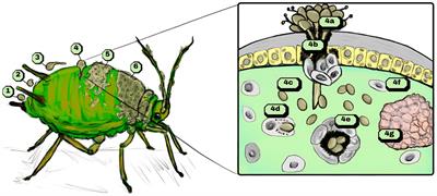 General aspects, host interaction, and application of Metarhizium sp. in arthropod pest and vector control